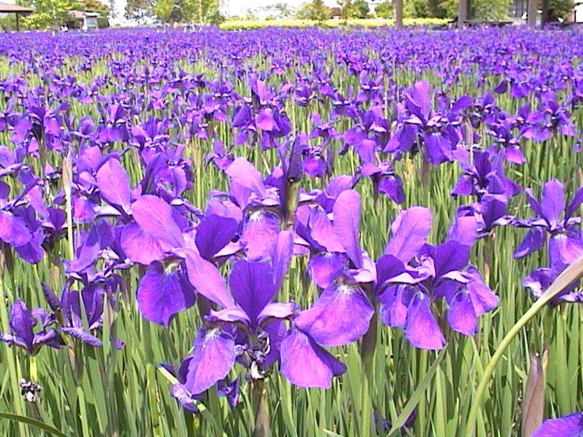 ���������̂���߉��i�{�茧�s��s�j