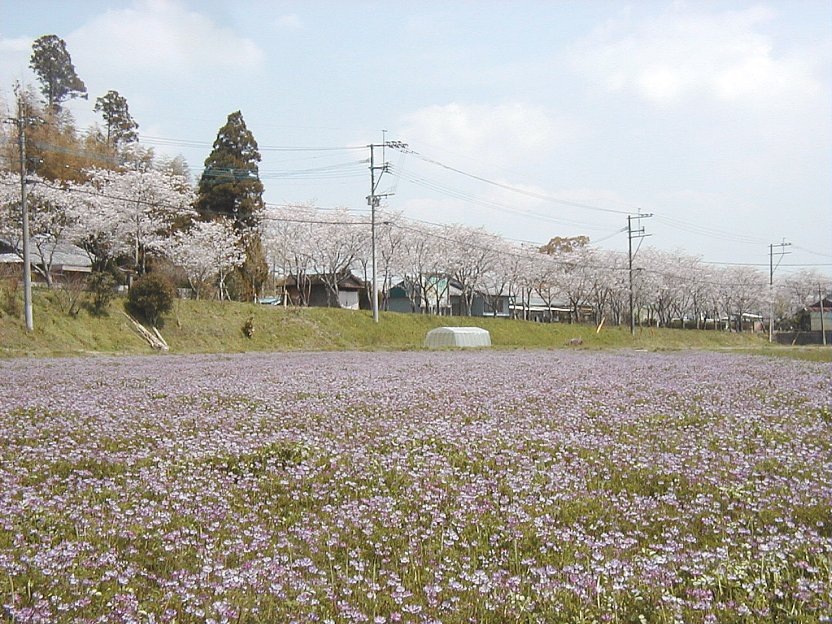 �����Q���ƕ�q�u�̍����؁i�{�茧�s��s�j